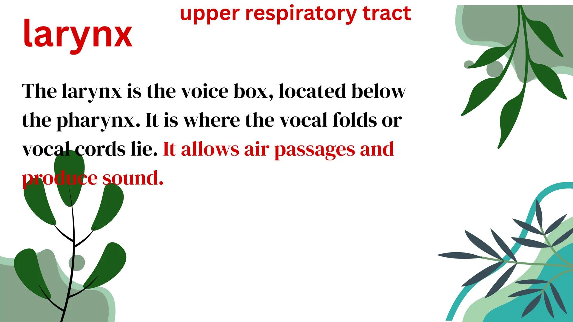 THE HUMAN RESPIRATORY SYSTEM # respiratory system
- Is a series of organs responsible for taking in oxygen and expelling carbon dioxide THE