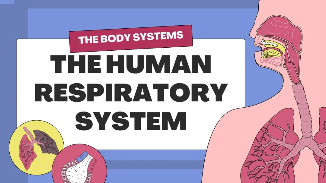 SCIENCE L1: RESPIRATORY SYSTEM