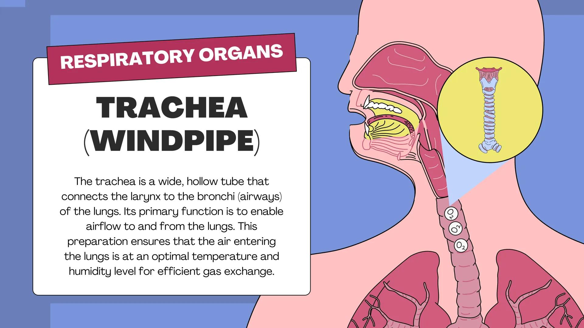 # THE BODY SYSTEMS
# THE HUMAN
# RESPIRATORY
# SYSTEM LET'S IMAGINE
Imagine you're a tiny oxygen molecule
taking a thrilling journey throug