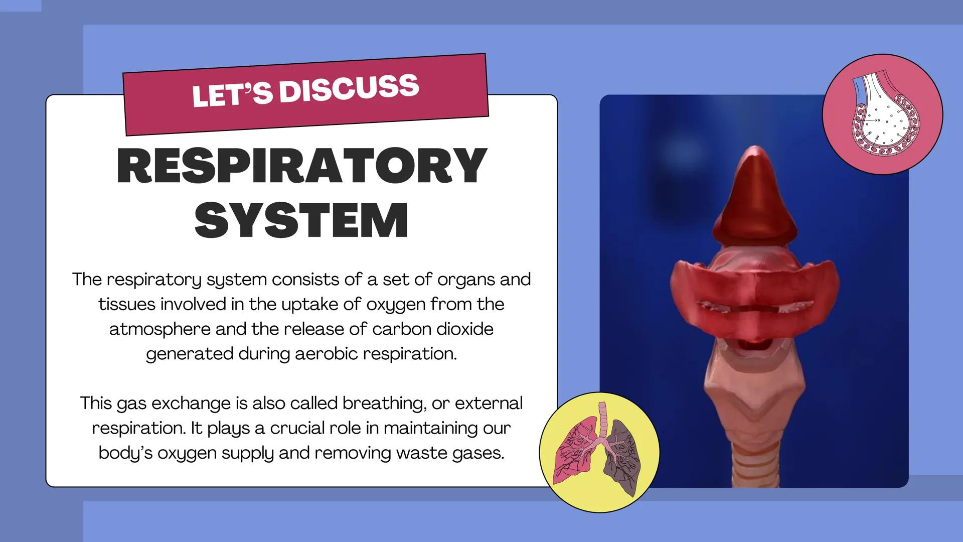 # THE BODY SYSTEMS
# THE HUMAN
# RESPIRATORY
# SYSTEM LET'S IMAGINE
Imagine you're a tiny oxygen molecule
taking a thrilling journey throug