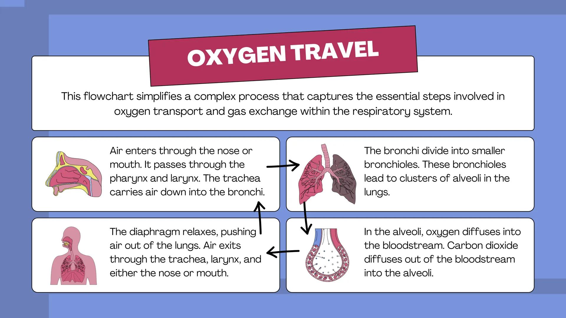 # THE BODY SYSTEMS
# THE HUMAN
# RESPIRATORY
# SYSTEM LET'S IMAGINE
Imagine you're a tiny oxygen molecule
taking a thrilling journey throug
