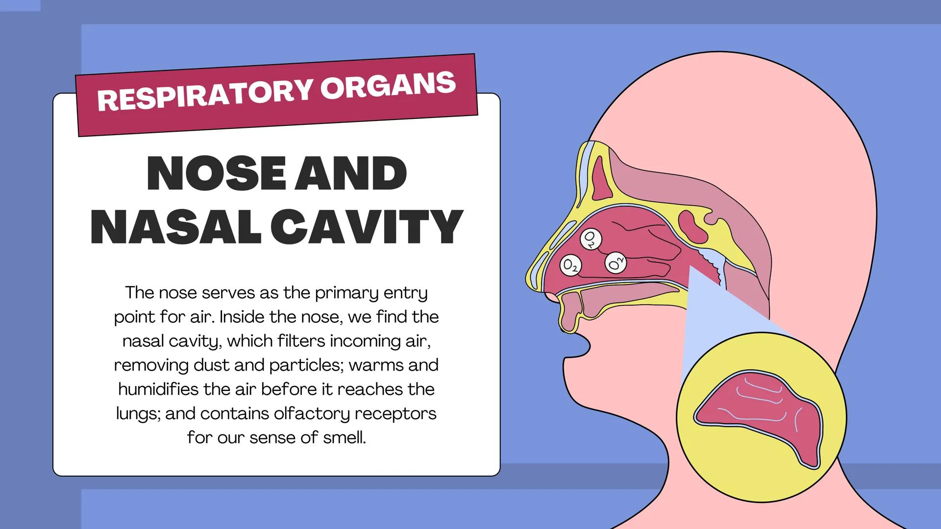 # THE BODY SYSTEMS
# THE HUMAN
# RESPIRATORY
# SYSTEM LET'S IMAGINE
Imagine you're a tiny oxygen molecule
taking a thrilling journey throug
