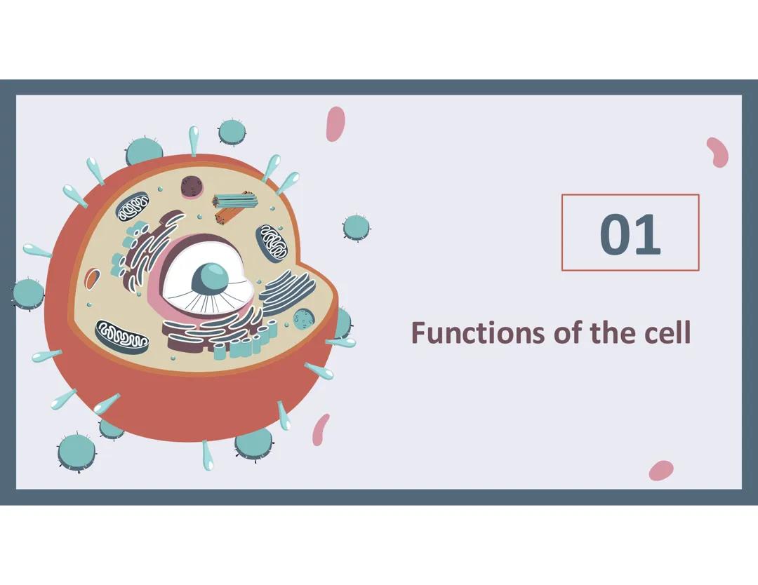 Understanding Cell Functions and Structures