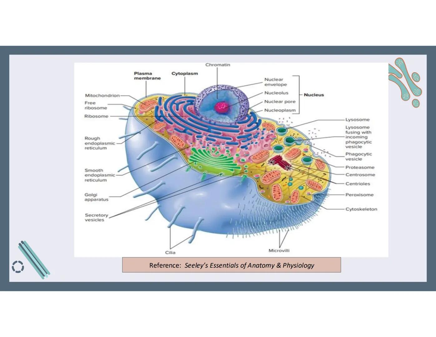 # 01
Functions of the cell Cells- basic units of all living things
Plasma membrane/ cell membrane- outer
boundary of the cell; cell interac