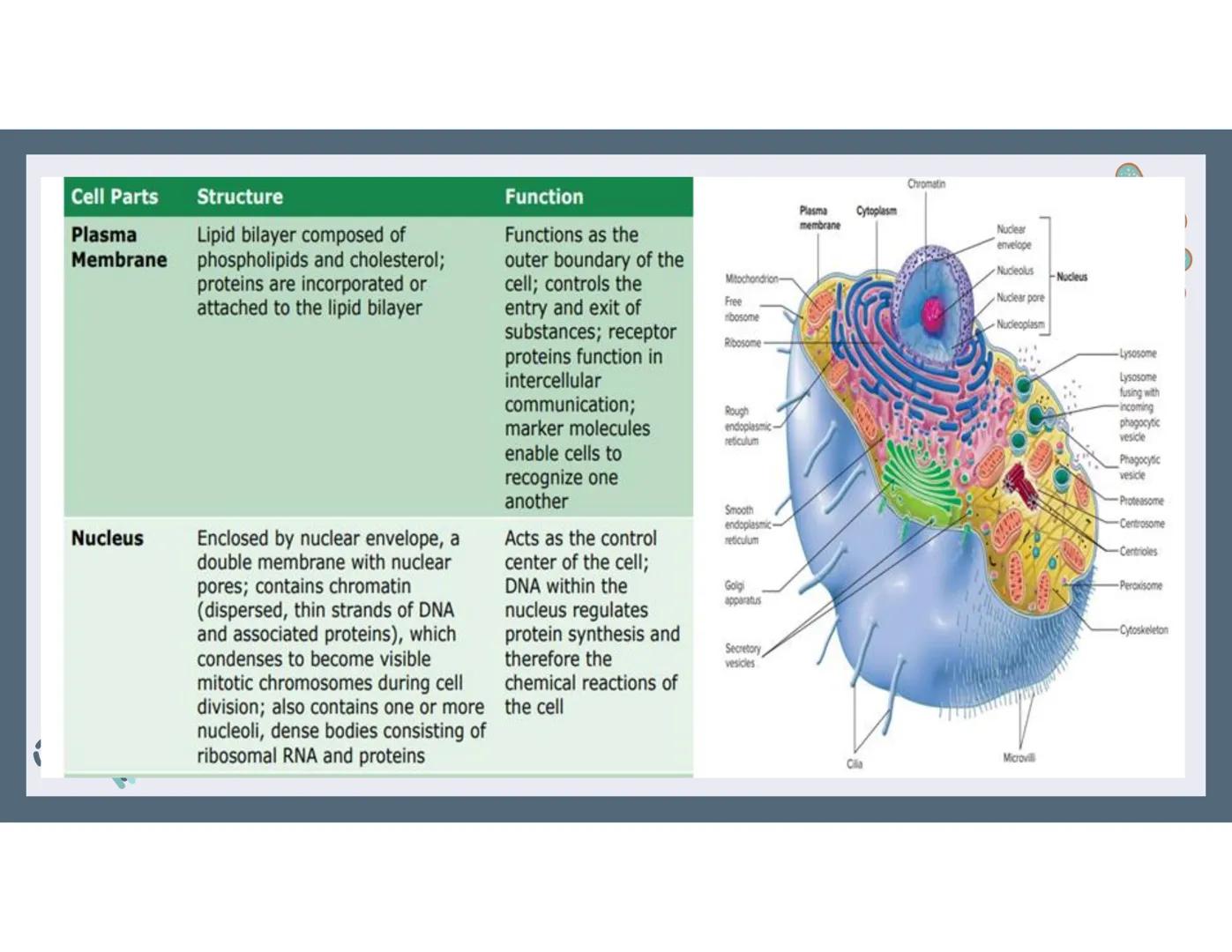 # 01
Functions of the cell Cells- basic units of all living things
Plasma membrane/ cell membrane- outer
boundary of the cell; cell interac