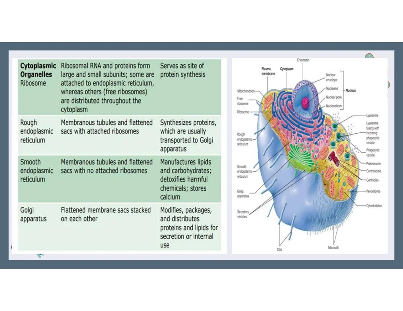 # 01
Functions of the cell Cells- basic units of all living things
Plasma membrane/ cell membrane- outer
boundary of the cell; cell interac