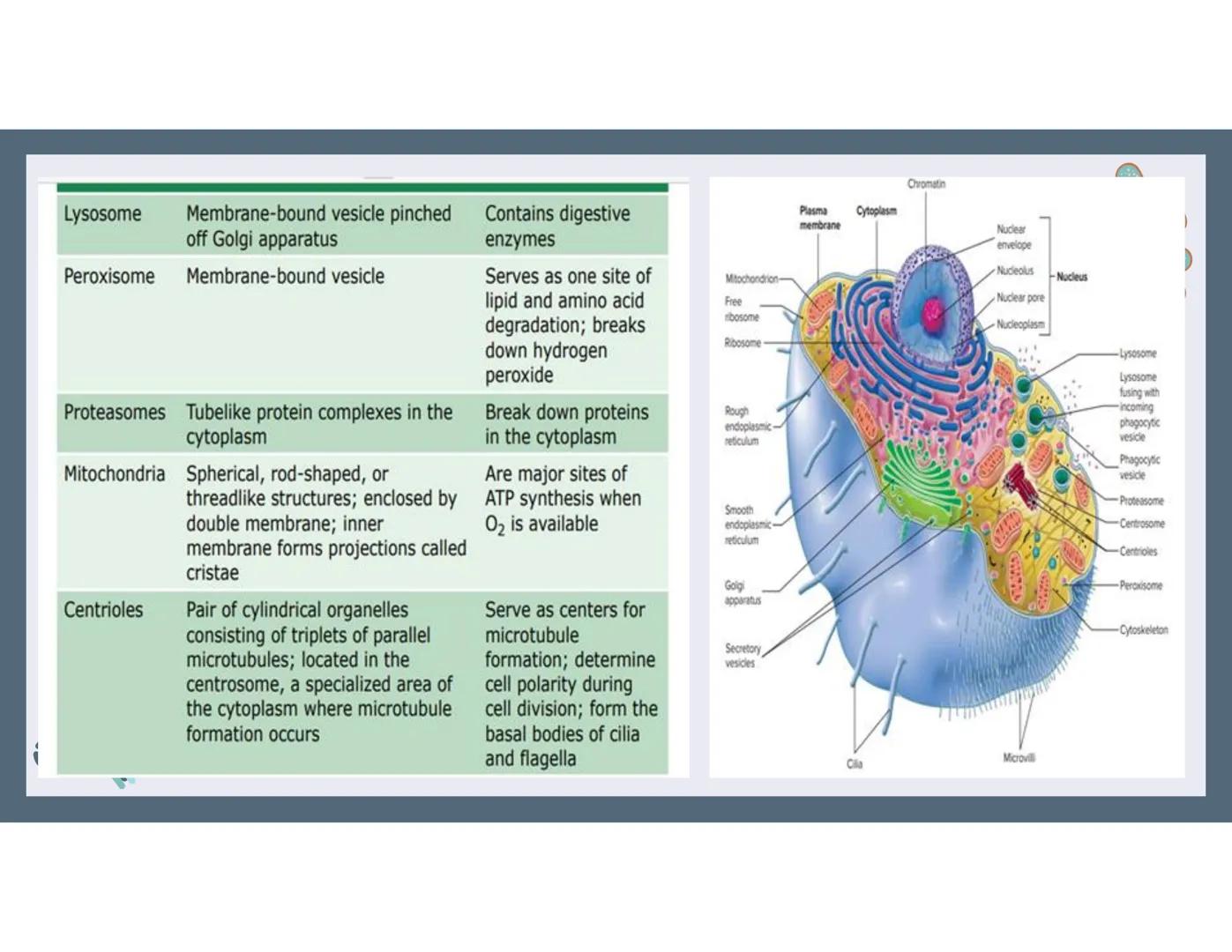 # 01
Functions of the cell Cells- basic units of all living things
Plasma membrane/ cell membrane- outer
boundary of the cell; cell interac