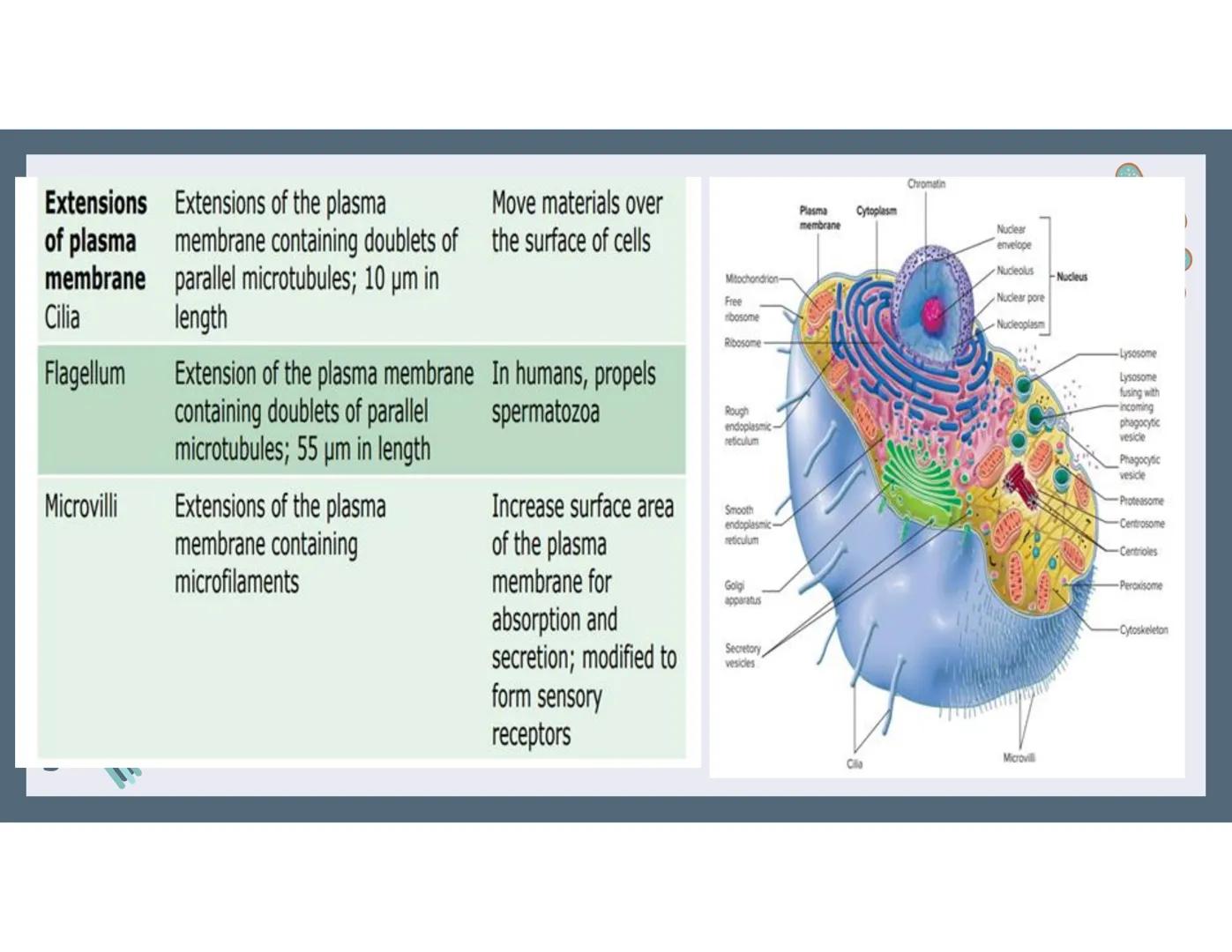 # 01
Functions of the cell Cells- basic units of all living things
Plasma membrane/ cell membrane- outer
boundary of the cell; cell interac