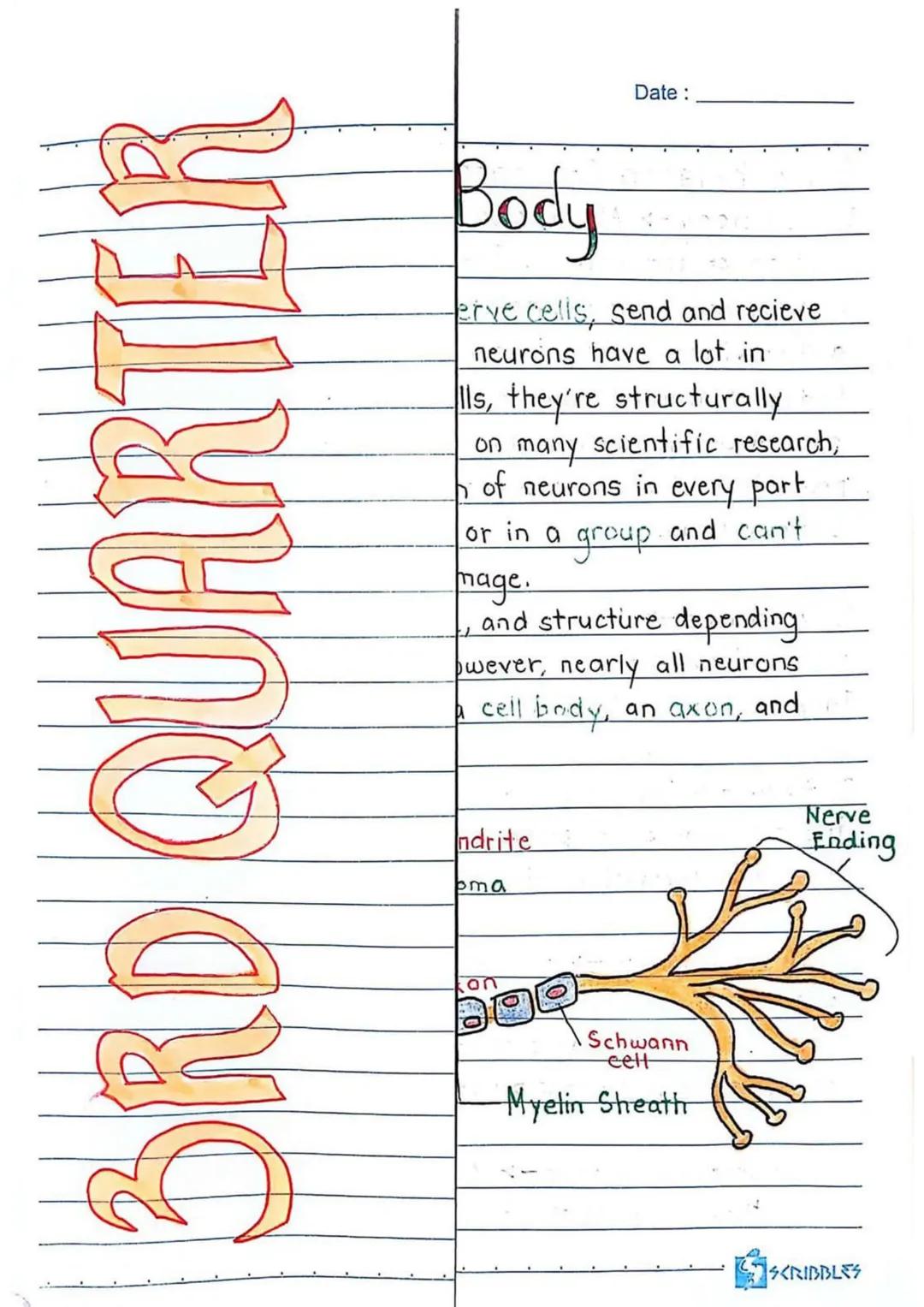 3RD QUARTER
Date:
Body
erve cells, send and recieve
neurons have a lot in
Ils, they're structurally
on many scientific research,
of neurons