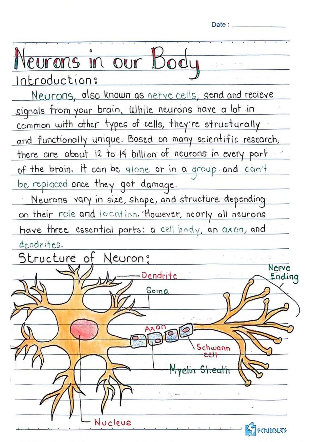 3RD QUARTER
Date:
Body
erve cells, send and recieve
neurons have a lot in
Ils, they're structurally
on many scientific research,
of neurons
