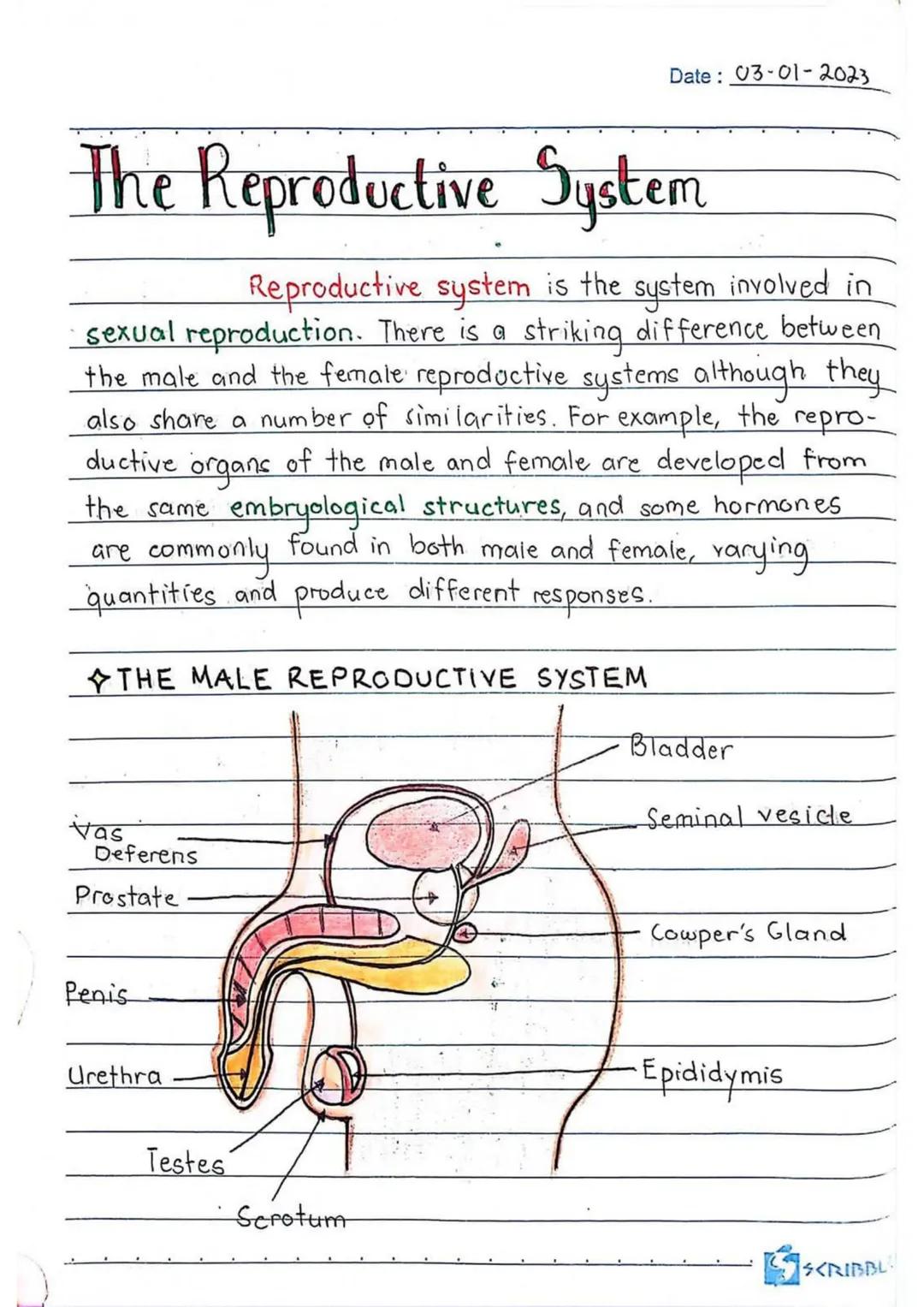 3RD QUARTER
Date:
Body
erve cells, send and recieve
neurons have a lot in
Ils, they're structurally
on many scientific research,
of neurons