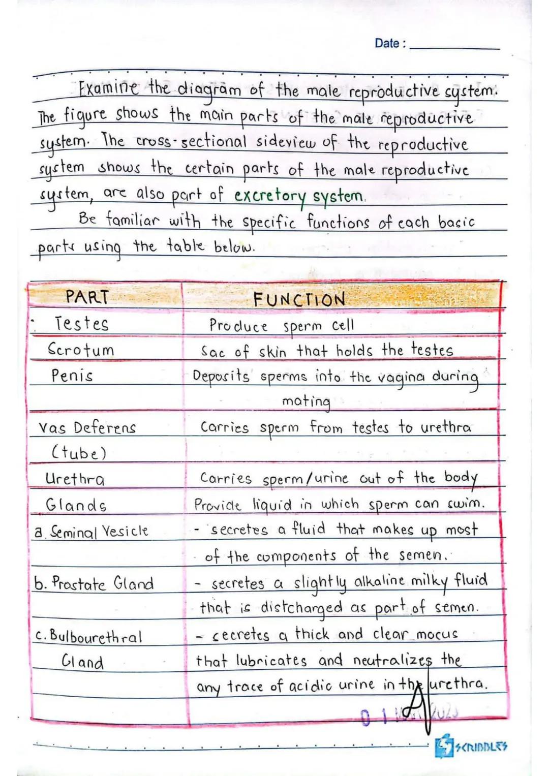 3RD QUARTER
Date:
Body
erve cells, send and recieve
neurons have a lot in
Ils, they're structurally
on many scientific research,
of neurons