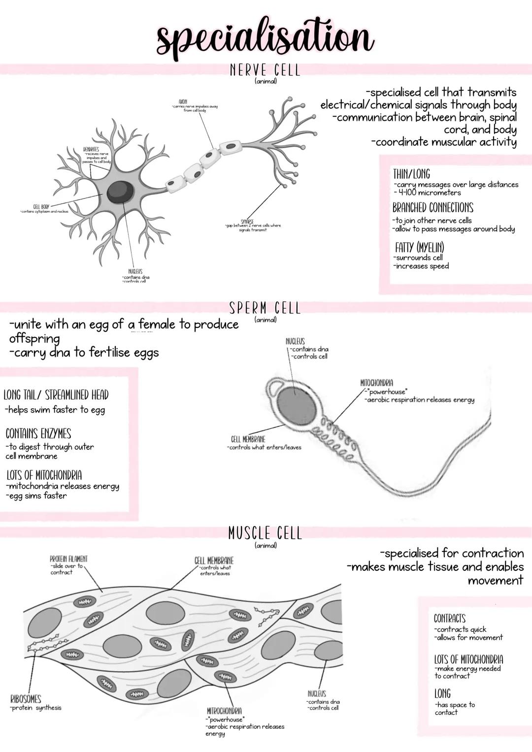 specialisation
NERVE CELL
(animal)
-specialised cell that transmits
electrical/chemical signals through body
-communication between brain,