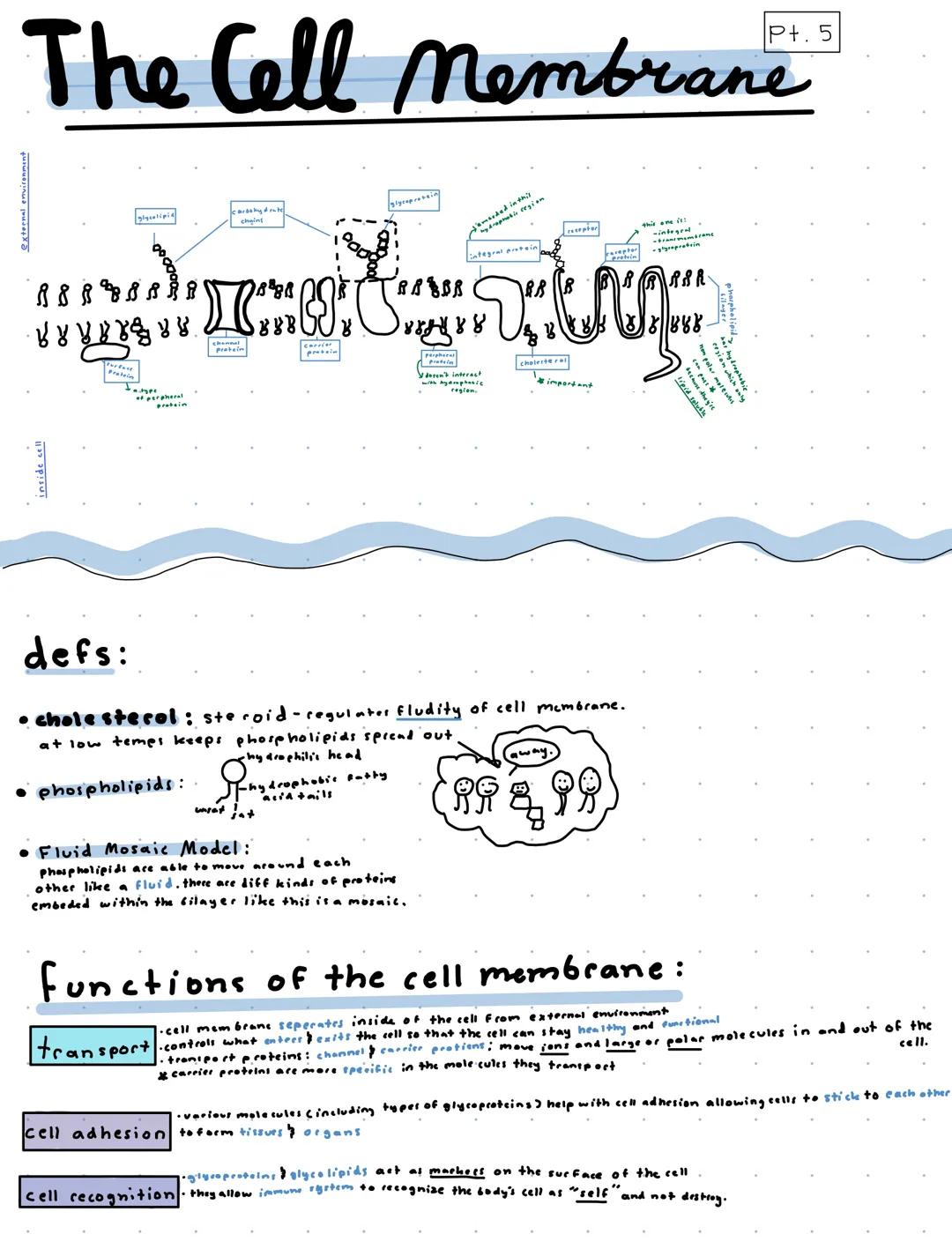 P+.1
Cells and Cell Parts
miller-urey experiment - the origin of life on this planet
demonstrated the abiotic synthesis of organic compounds
