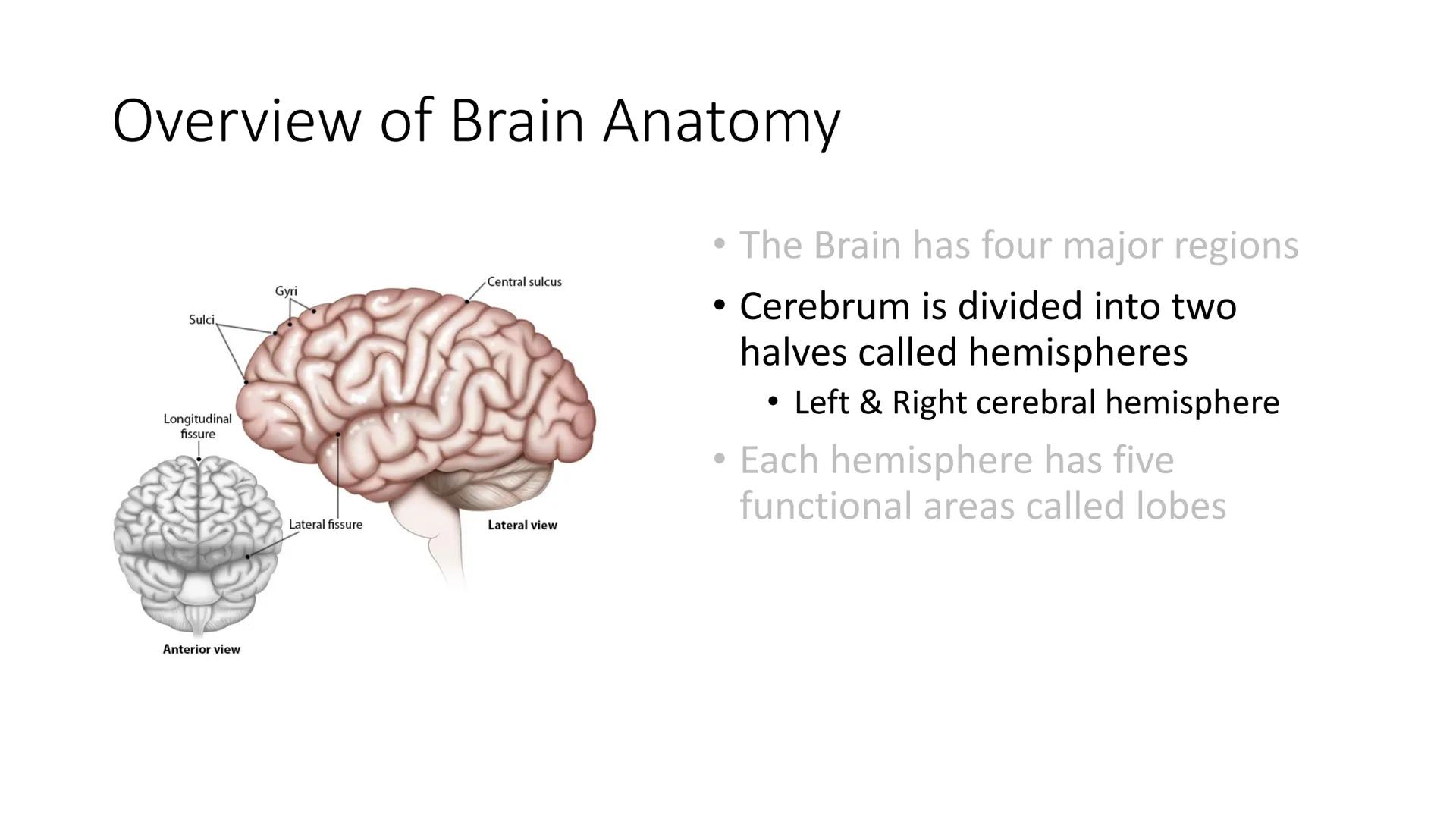 # Overview of Brain Anatomy
Frontal lobe
Central sulcus
Parietal lobe
Lateral fissure
Temporal lobe
Cerebellum
Brainstem
-Spinal cord
Occi
