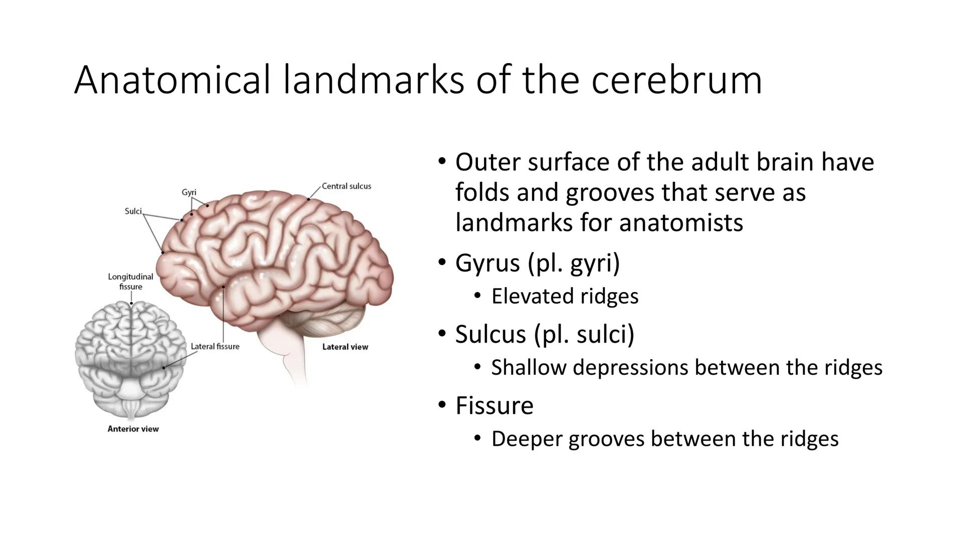 # Overview of Brain Anatomy
Frontal lobe
Central sulcus
Parietal lobe
Lateral fissure
Temporal lobe
Cerebellum
Brainstem
-Spinal cord
Occi