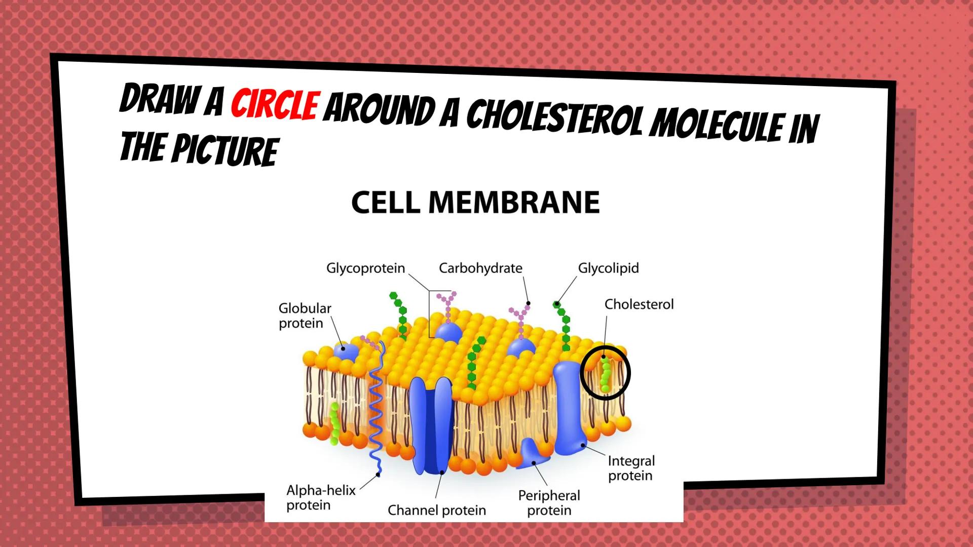 AGENDA WEDNESDAY 9/22 AND THURSDAY 9/23
1. Unit 3: Topics 1 and 2
a. Objective: Explain how cell transport maintains
homeostasis
2. Work tim