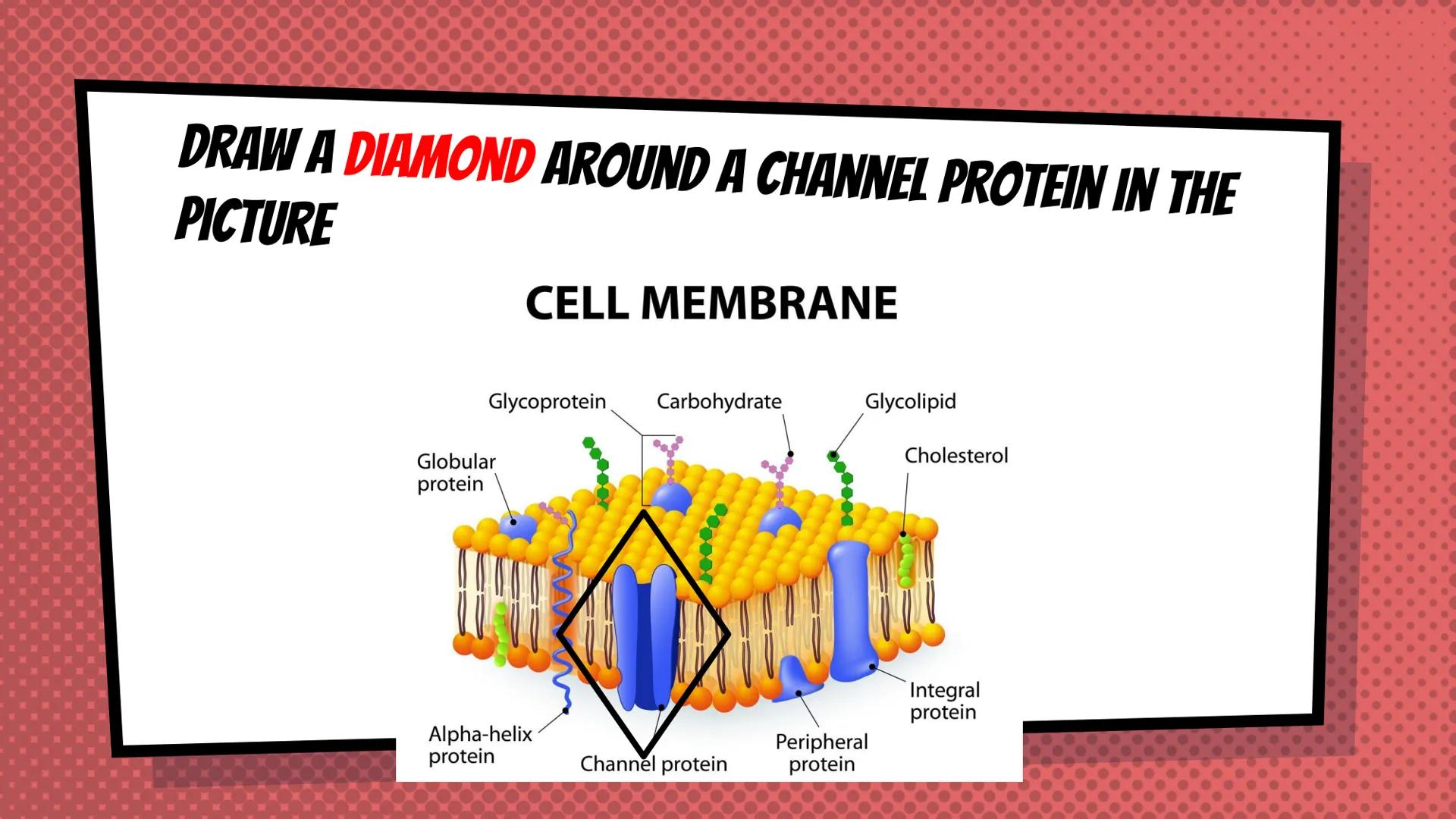 AGENDA WEDNESDAY 9/22 AND THURSDAY 9/23
1. Unit 3: Topics 1 and 2
a. Objective: Explain how cell transport maintains
homeostasis
2. Work tim