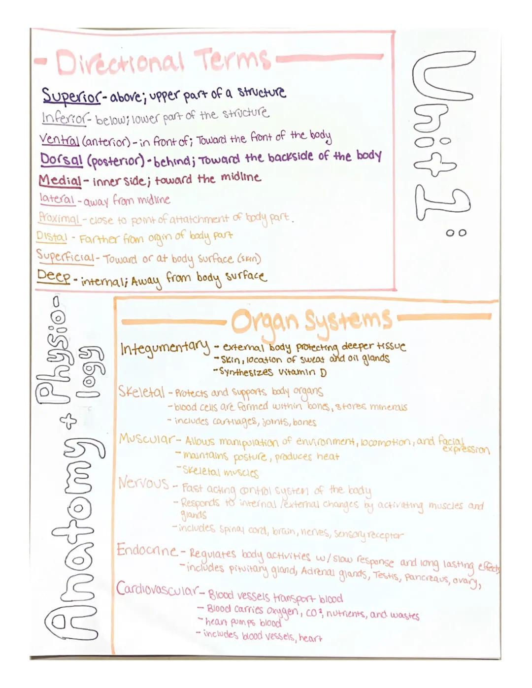 •Directional Terms.
Superior-above; upper part of a structure
Inferior-below; lower part of the structure
Ventral (anterior)-in front of; To