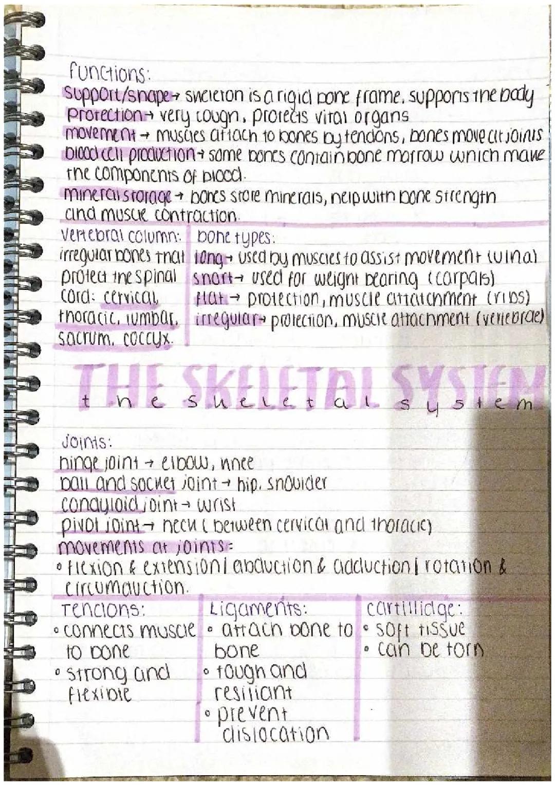 Understanding the Skeletal System: Bones and Functions