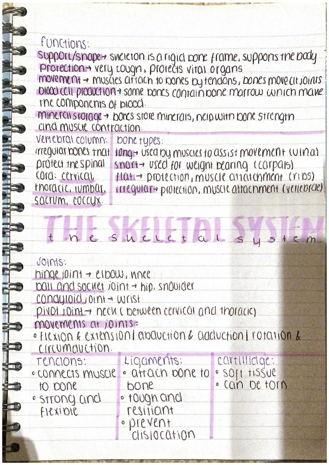 functions:
support/shape sucieron is a rigid pone frame, supports the body
Protection very cougn, protects vital organs
movement → muscles a