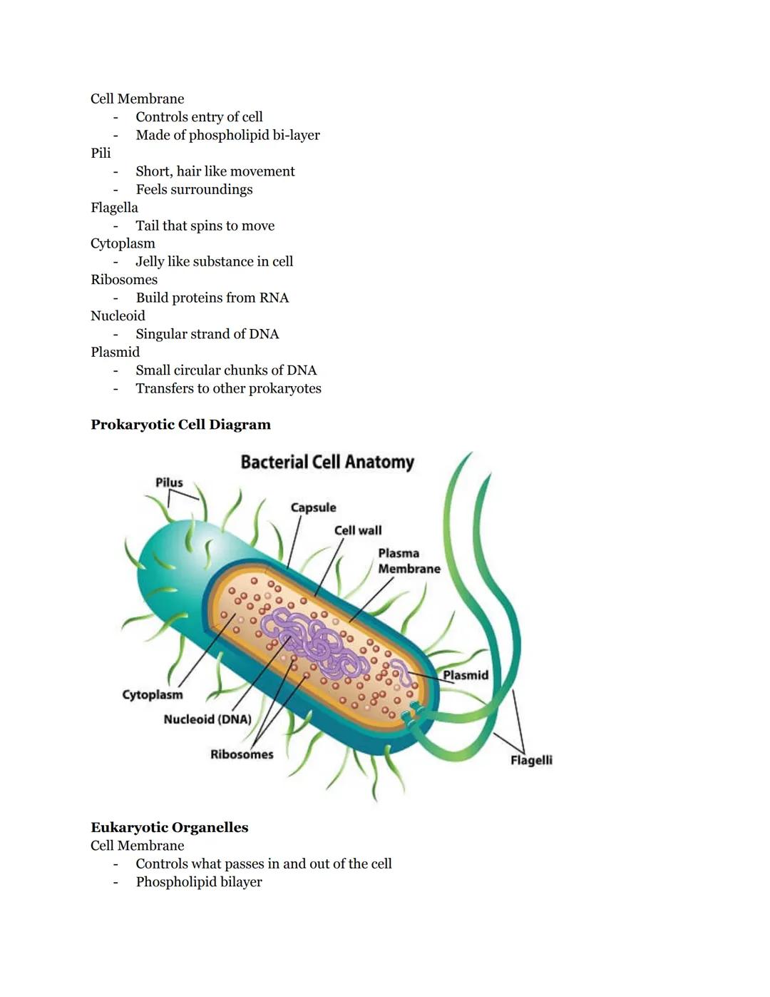 # BIOLOGY: CELLS UNIT STUDY GUIDE
Levels of Organization
Atoms -> Organelles -> Cells -> Tissues -> Organs -> Organ Systems
8 Characterist