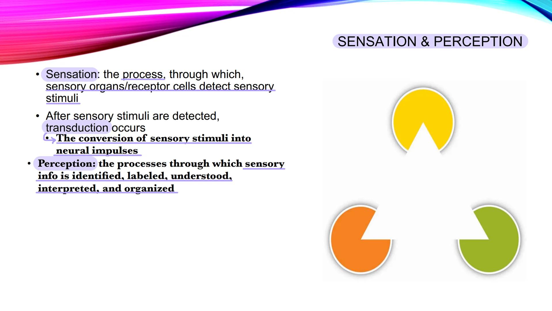 UNIT 3: SENSATION AND
PERCEPTION ●
●
●
Sensation: the process, through which,
sensory organs/receptor cells detect sensory
stimuli
After sen