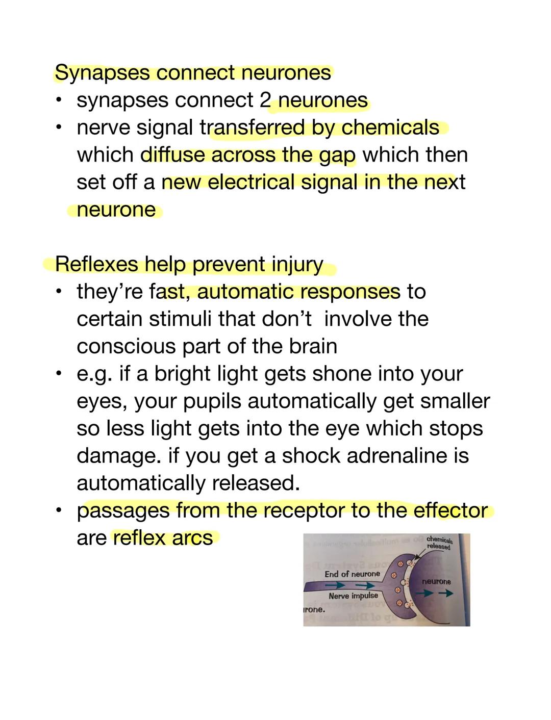 Synapses connect neurones
synapses connect 2 neurones
nerve signal transferred by chemicals
which diffuse across the gap which then
set off