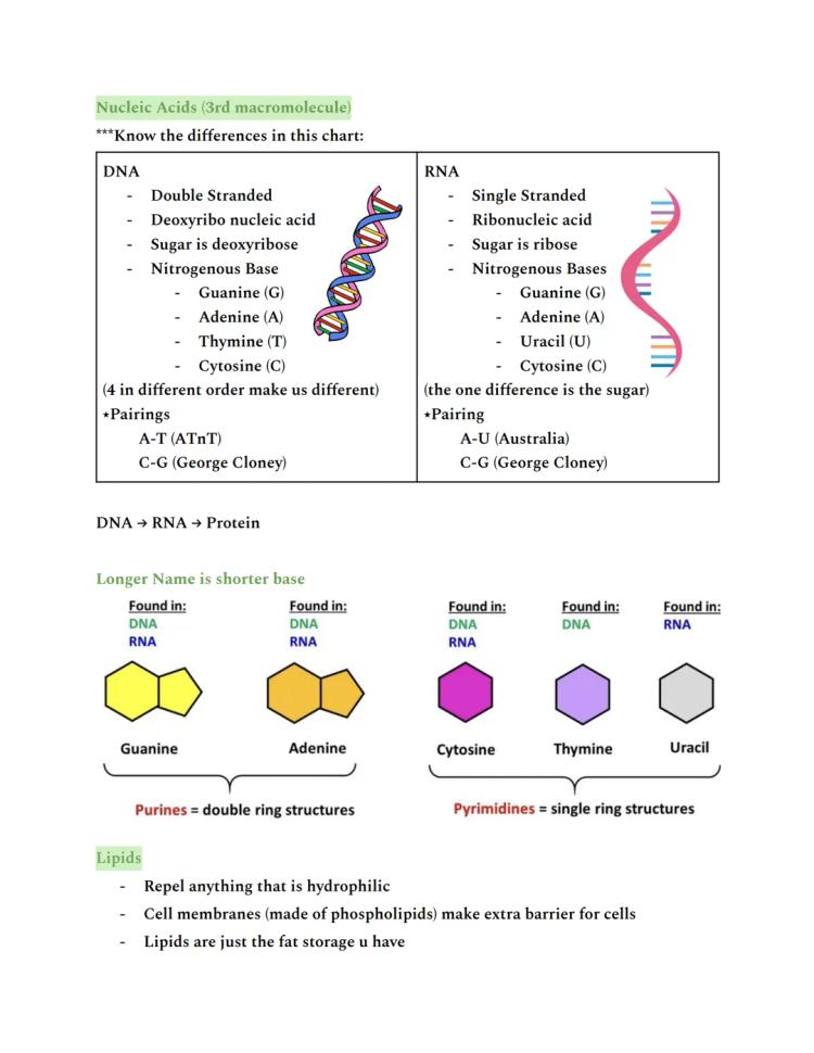AP Bio Unit 1: Water Structure and Hydrogen Bonding Answers