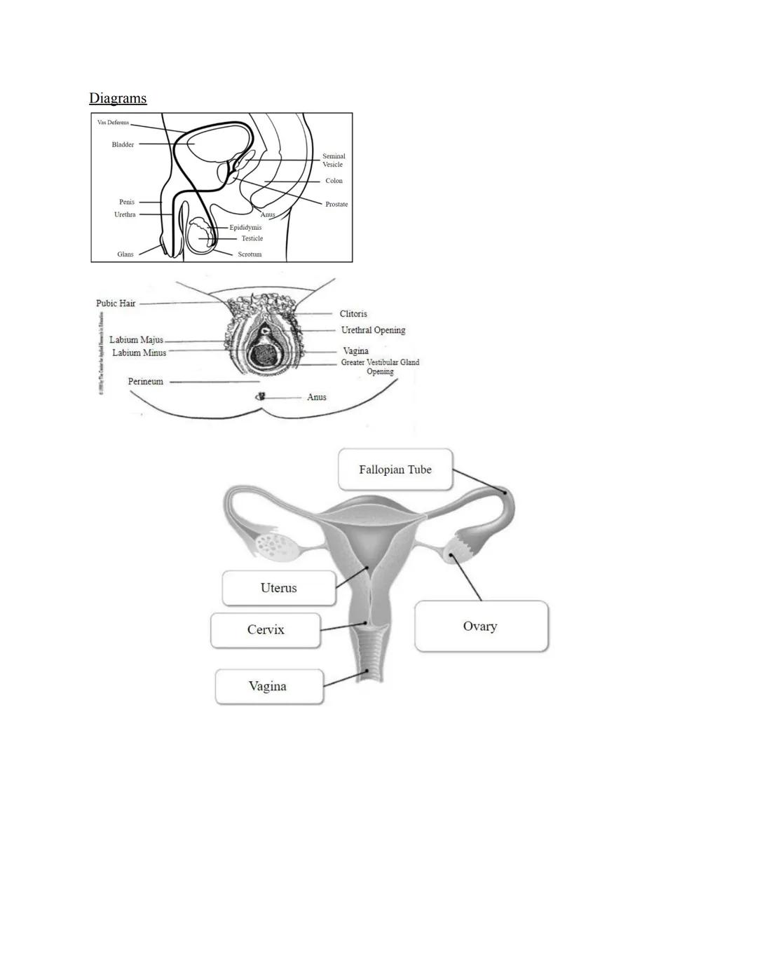 Reproductive System
●
●
●
●
●
Male Anatomy
Scrotum
O
●
Secrete Sex Hormones
Gonads
O
Male - Testes
O Female Ovaries
●
Gametes
●
o Male - Spe