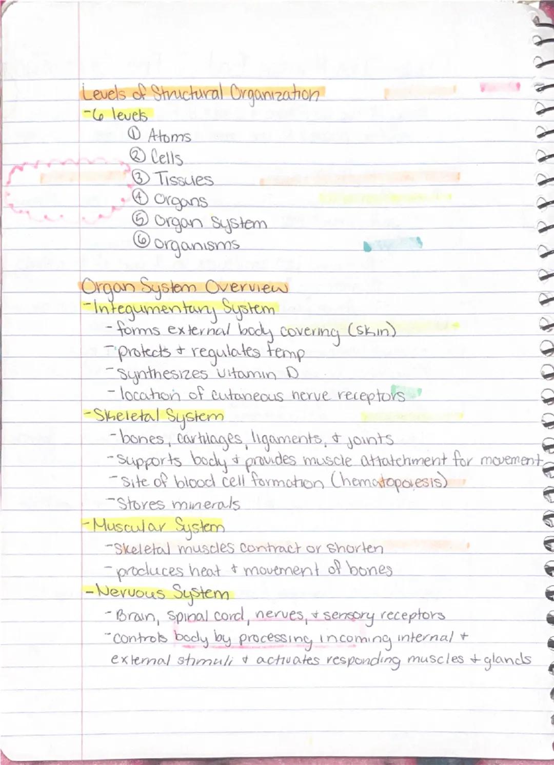 Ch 1 - The Human Body : The Orientation
8-26 Anatomy
-Study of the structure & shape of the body & Its parts.
-observation is used to see s