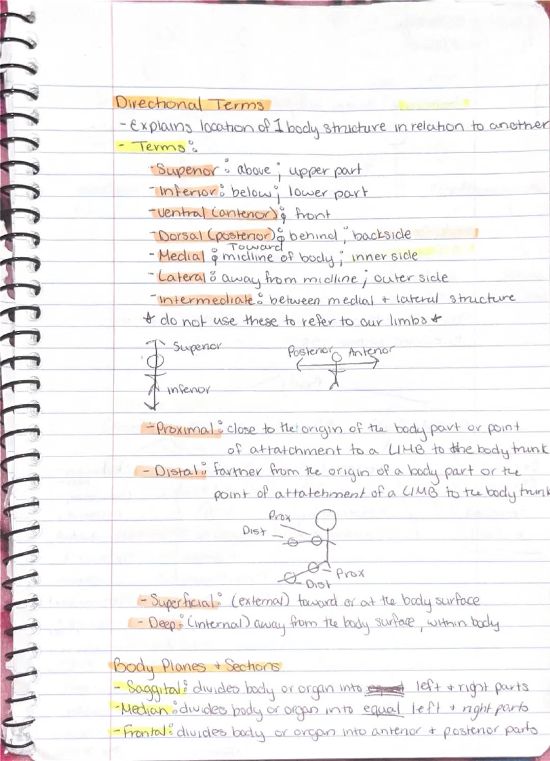 Ch 1 - The Human Body : The Orientation
8-26 Anatomy
-Study of the structure & shape of the body & Its parts.
-observation is used to see s
