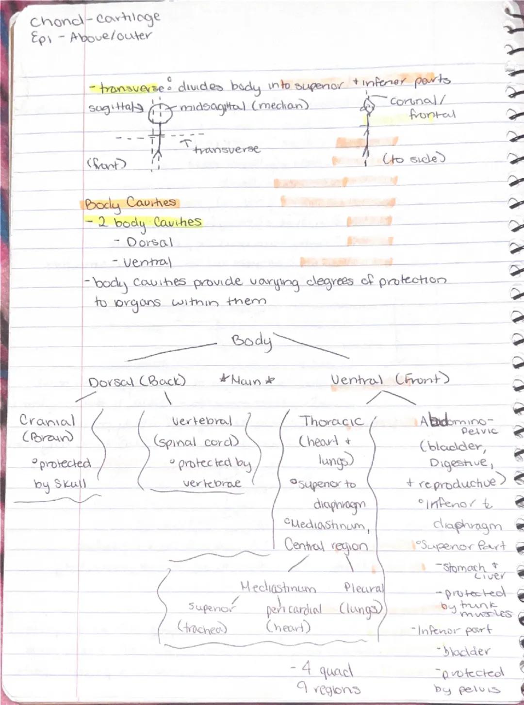 Ch 1 - The Human Body : The Orientation
8-26 Anatomy
-Study of the structure & shape of the body & Its parts.
-observation is used to see s