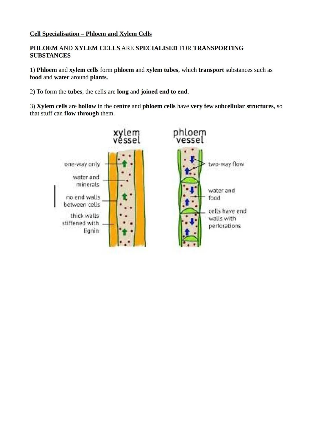 Cell Specialisation – Phloem and Xylem Cells
PHLOEM AND XYLEM CELLS ARE SPECIALISED FOR TRANSPORTING
SUBSTANCES
1) Phloem and xylem cells fo