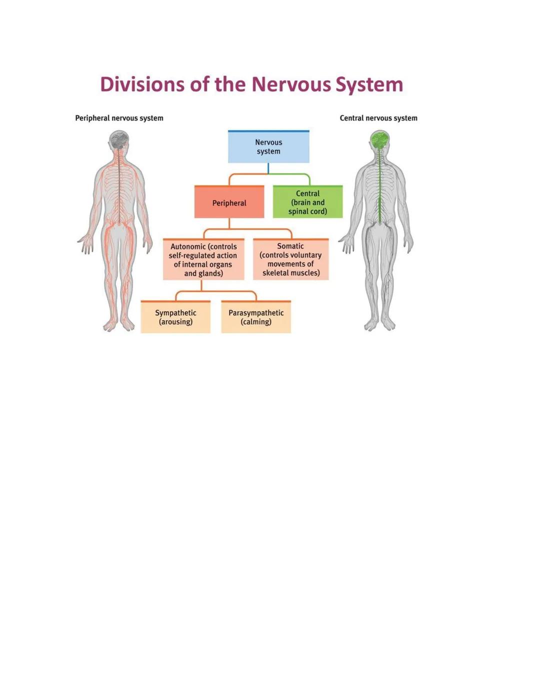 AP PSYCHOLOGY UNIT 2 - 2.3 Overview of the
Nervous System
Nervous System:
The nervous system serves as the body's intricate electrochemical