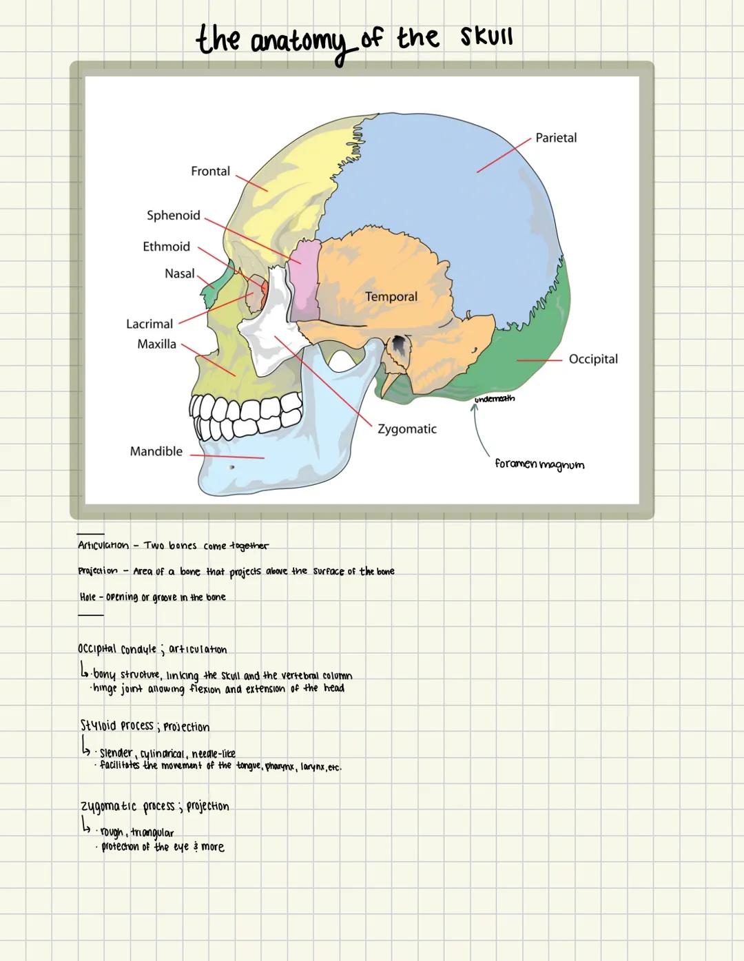 Ethmoid
Sphenoid
the anatomy of
Lacrimal
Maxilla
Frontal
Nasal.
Mandible
googgs
Occipital condyle; articulation
·bony structure, linking the