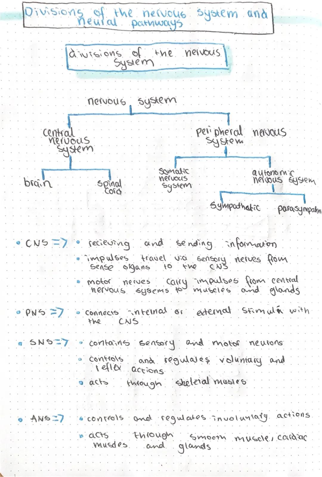Divisions of the nervous system and
neural pathways
brain
Central
nervous
System
PNS =>
divisions of the nervous
System
SNS=7
nervous system