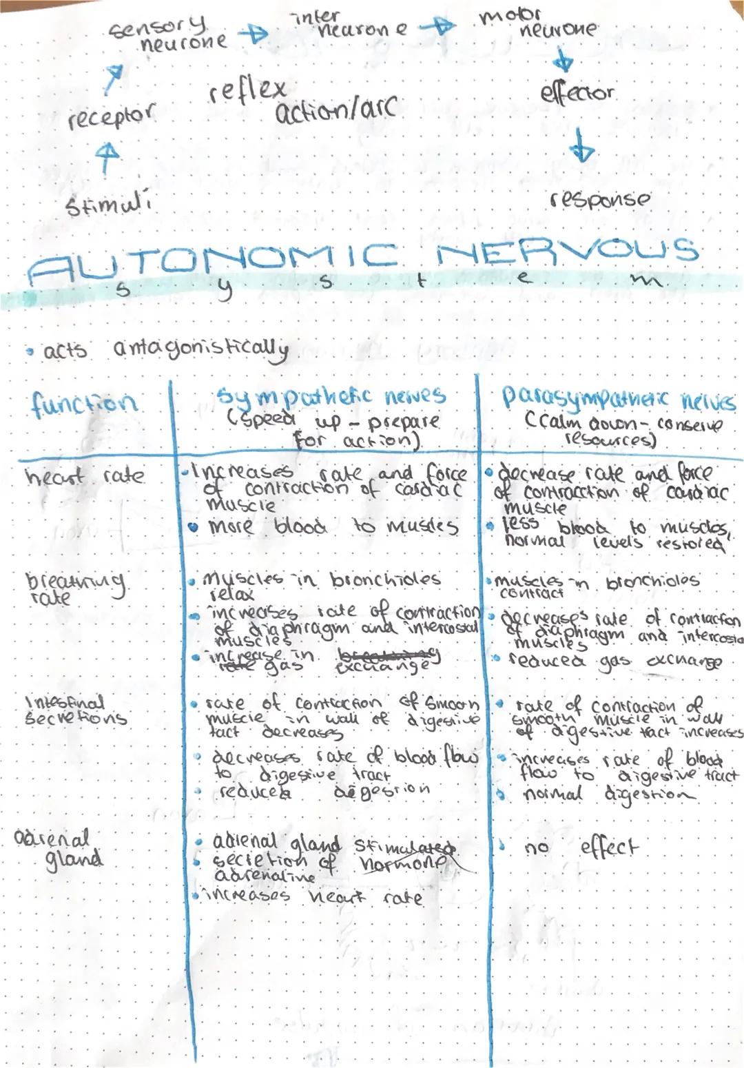 Divisions of the nervous system and
neural pathways
brain
Central
nervous
System
PNS =>
divisions of the nervous
System
SNS=7
nervous system