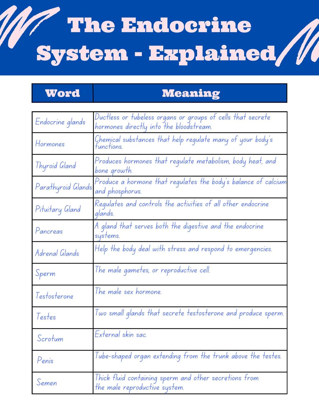 W
The Endocrine
System - Explained,
Word
Ductless or tubeless
Endocrine glands hormones directly into the bloodstream.
organs or
groups
Horm