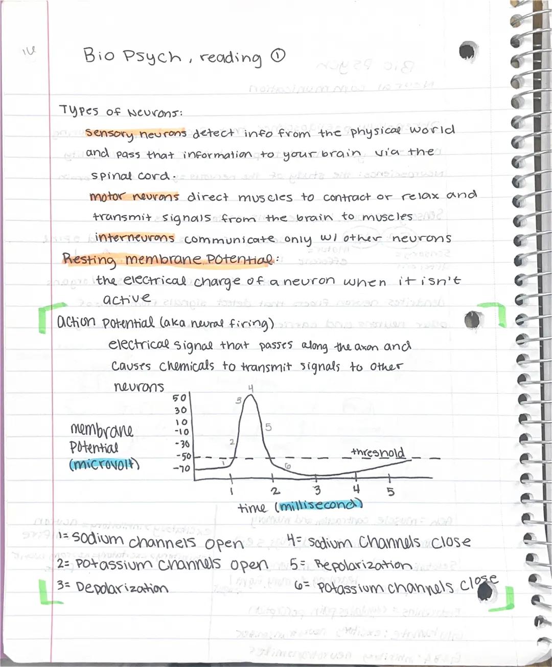 Types of Neurons/Neurotransmitters