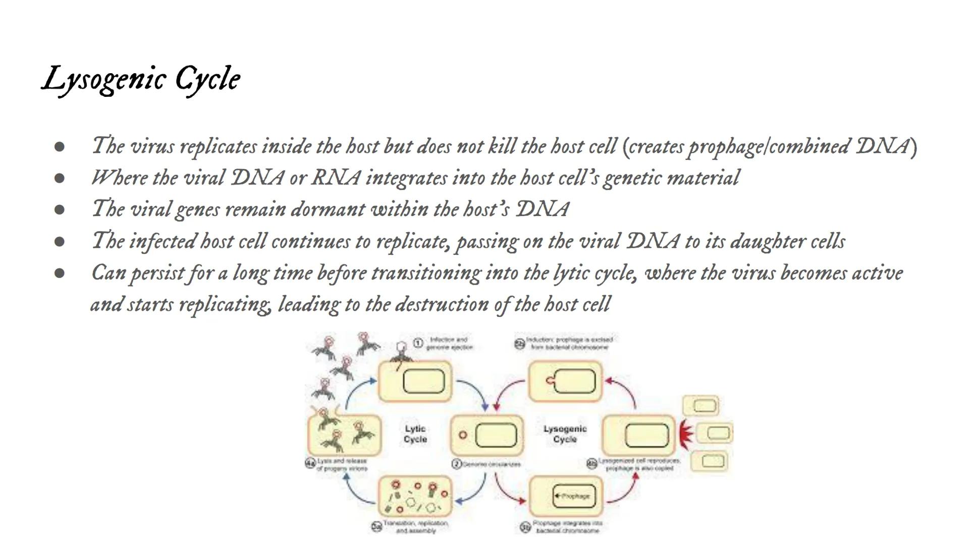 Intro to Viruses Viruses
Small, non-living particles
Made of either DNA or RNA & are surrounded by a protein coat
Can only be broken down, n
