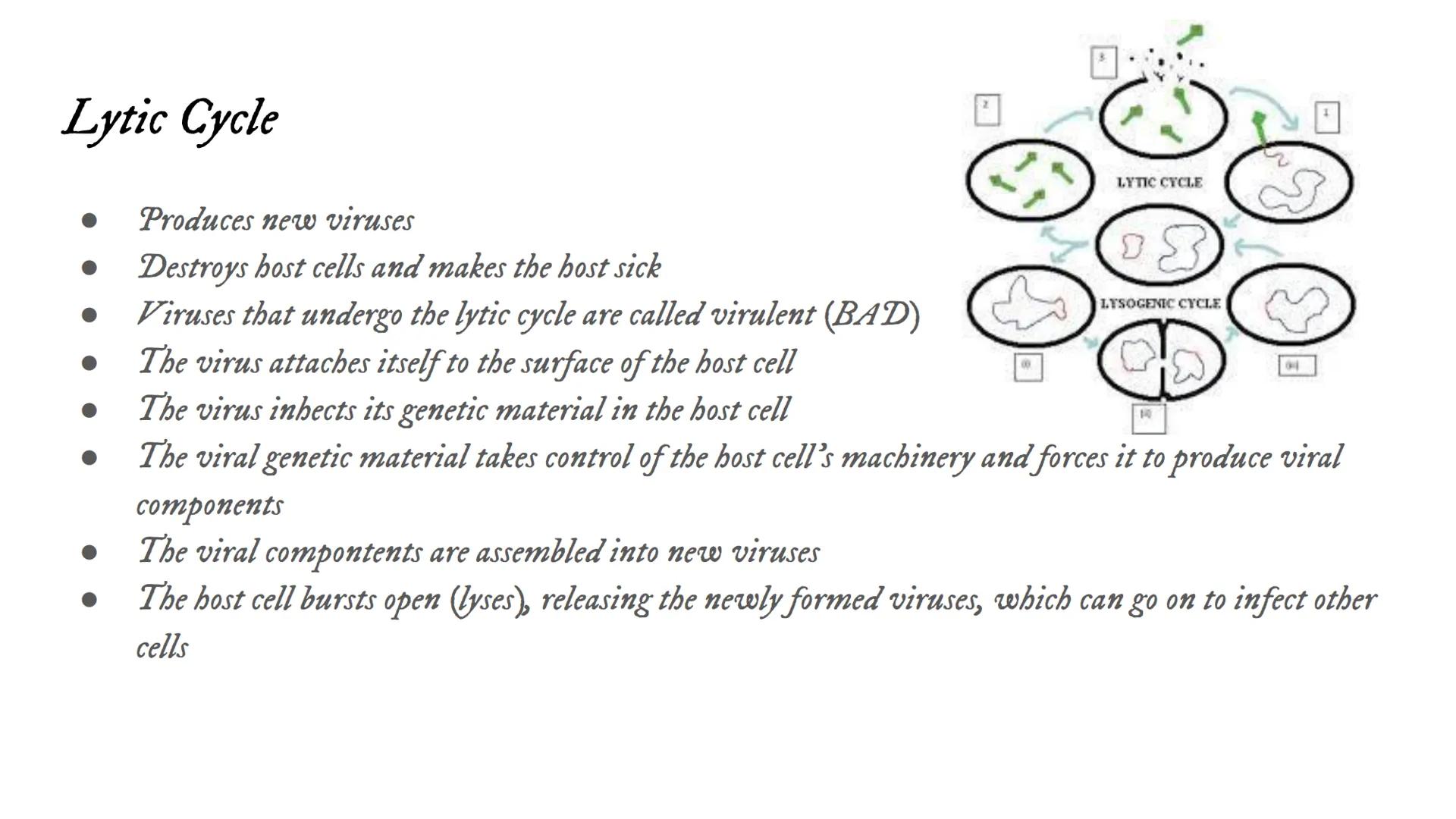 Intro to Viruses Viruses
Small, non-living particles
Made of either DNA or RNA & are surrounded by a protein coat
Can only be broken down, n