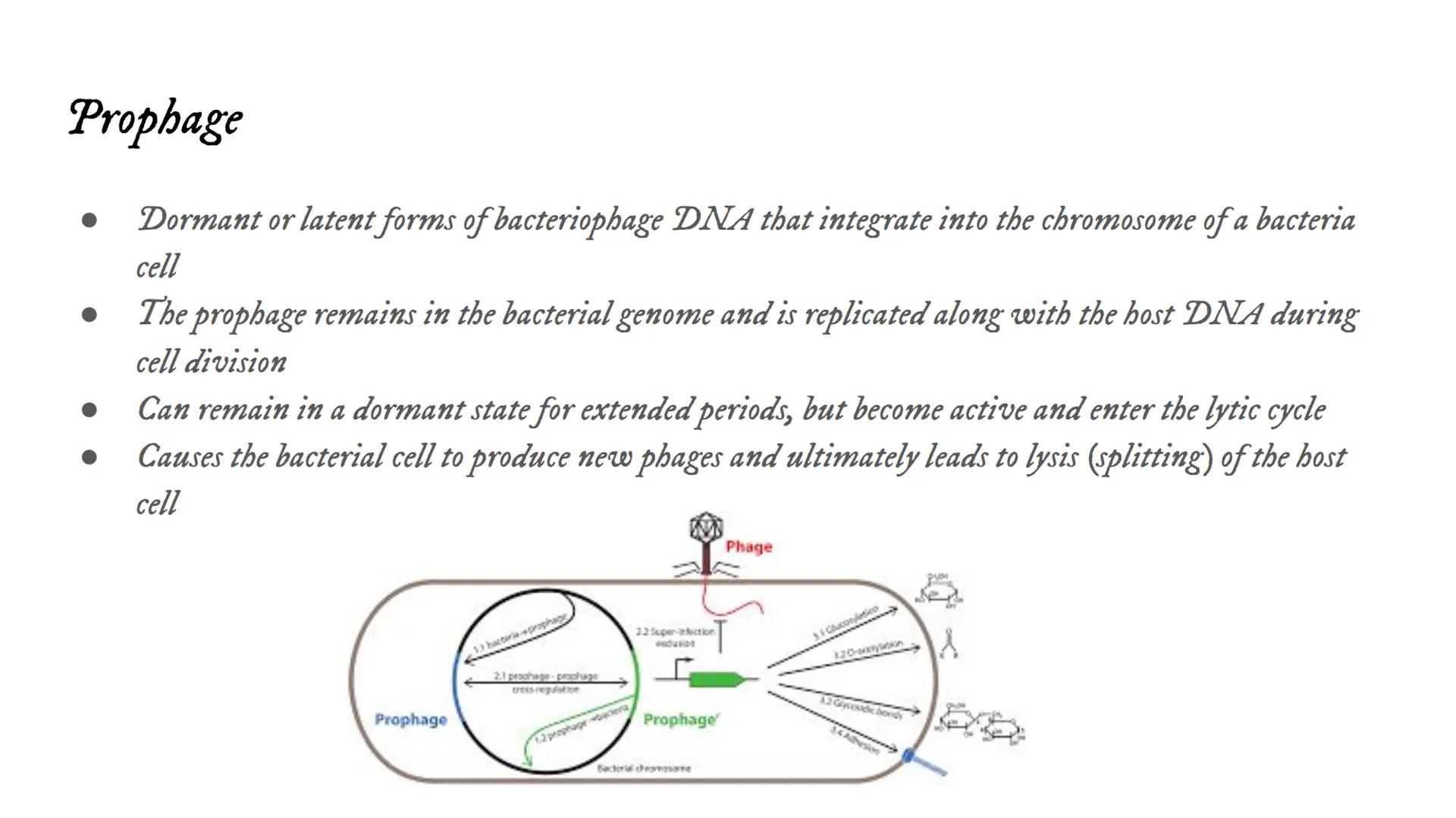 Intro to Viruses Viruses
Small, non-living particles
Made of either DNA or RNA & are surrounded by a protein coat
Can only be broken down, n