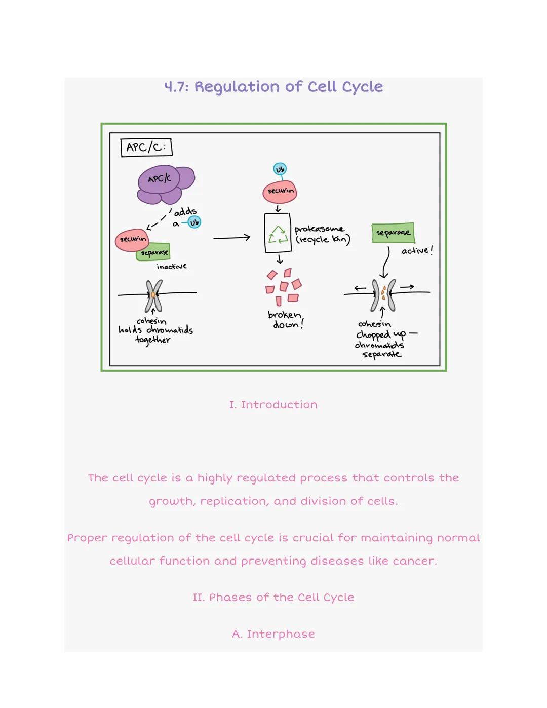4.7 Regulation of Cell Cycle