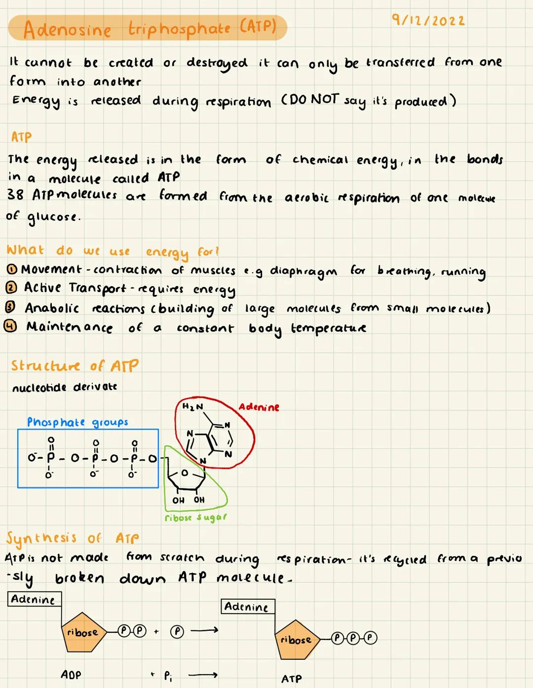 Adenosine triphosphate (ATP)
It cannot be created or destroyed it can only be transferred from one
form into another.
Energy is released dur
