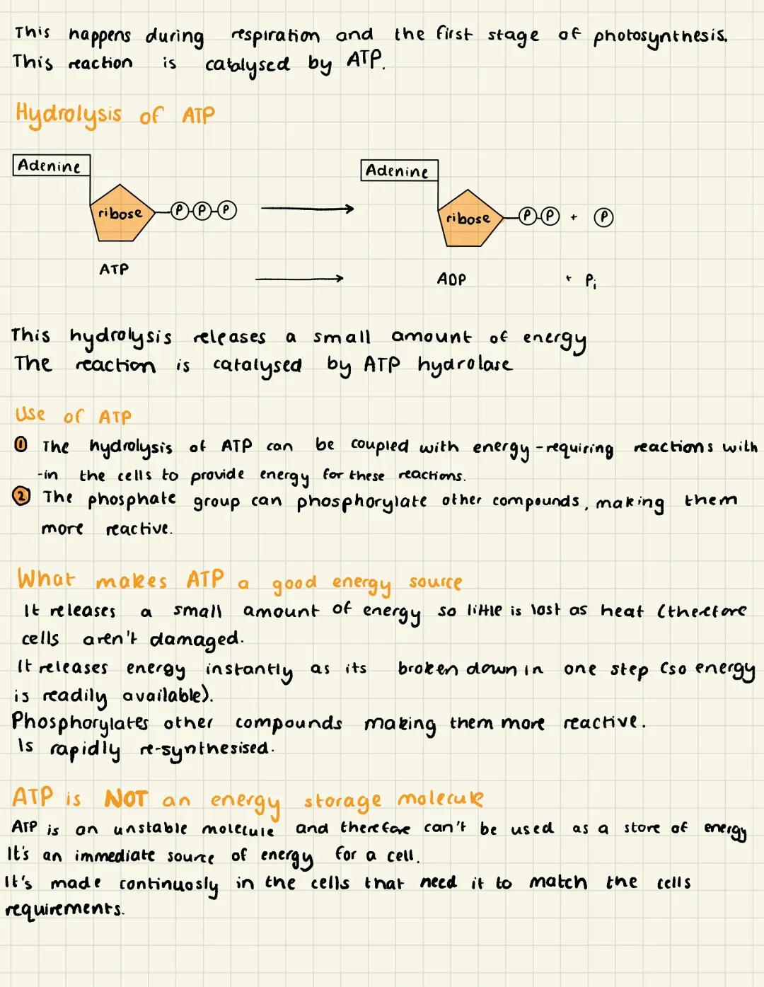 Adenosine triphosphate (ATP)
It cannot be created or destroyed it can only be transferred from one
form into another.
Energy is released dur