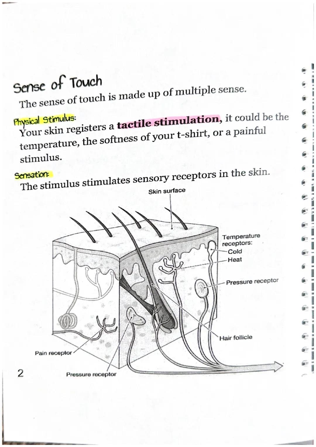 Sensory Receptors
What is a sensory receptor?
a newon designed
Sensory receptors can be classified into six different
types.
| Type of Rec