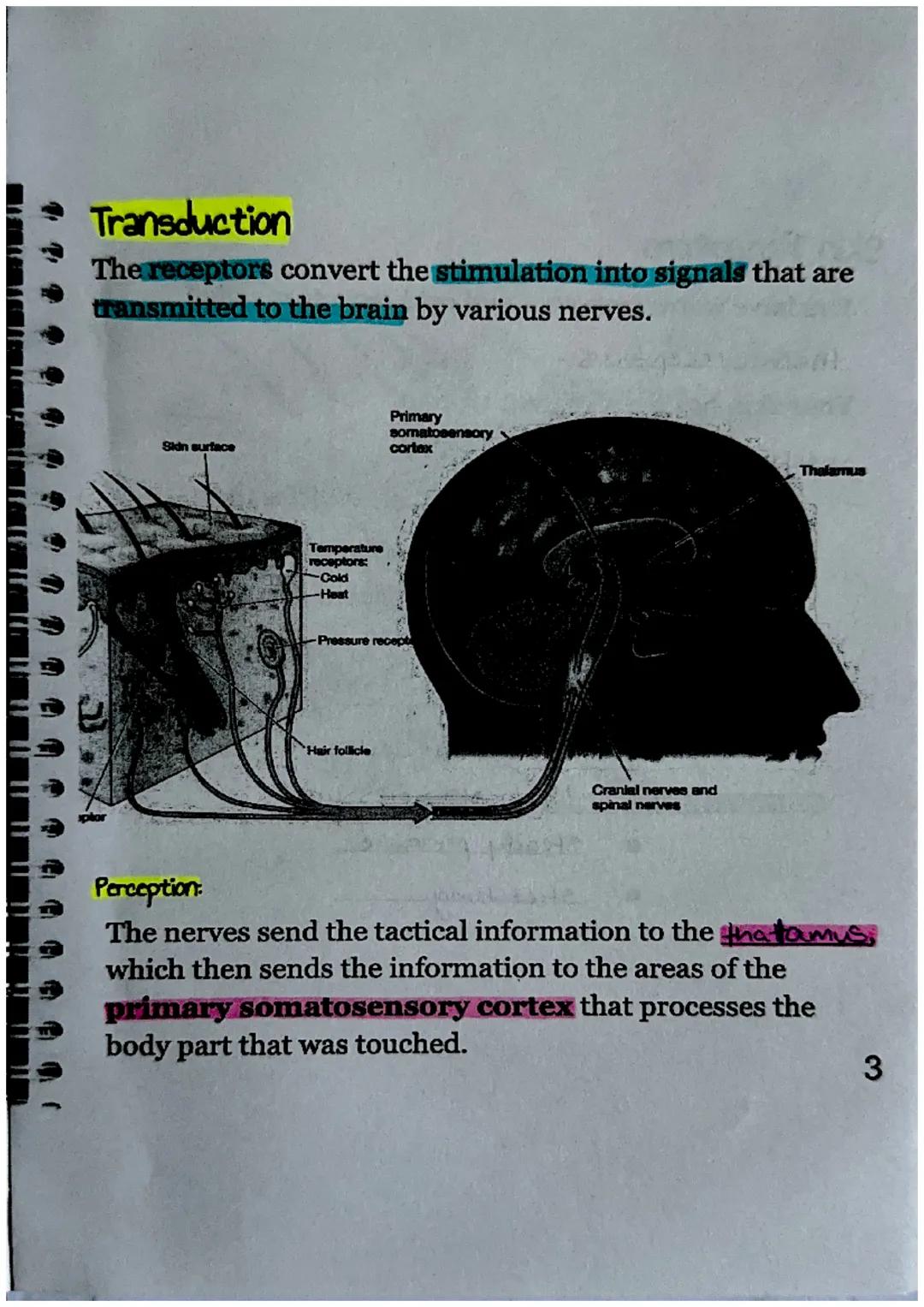 Sensory Receptors
What is a sensory receptor?
a newon designed
Sensory receptors can be classified into six different
types.
| Type of Rec