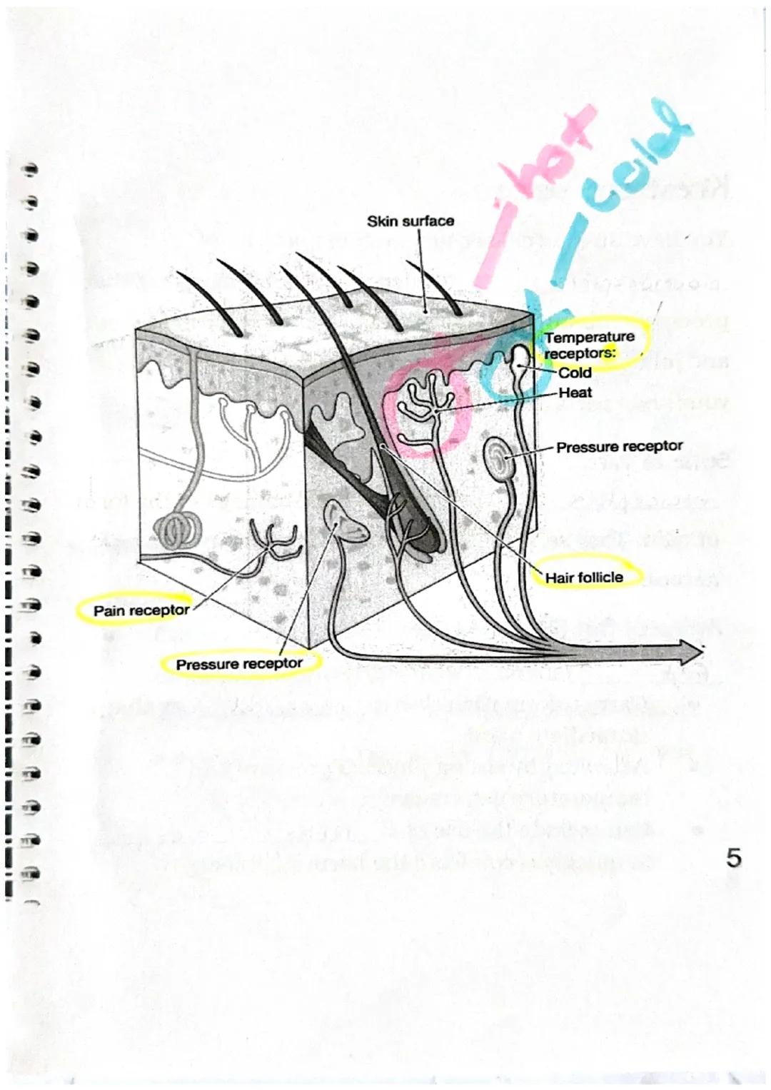 Sensory Receptors
What is a sensory receptor?
a newon designed
Sensory receptors can be classified into six different
types.
| Type of Rec