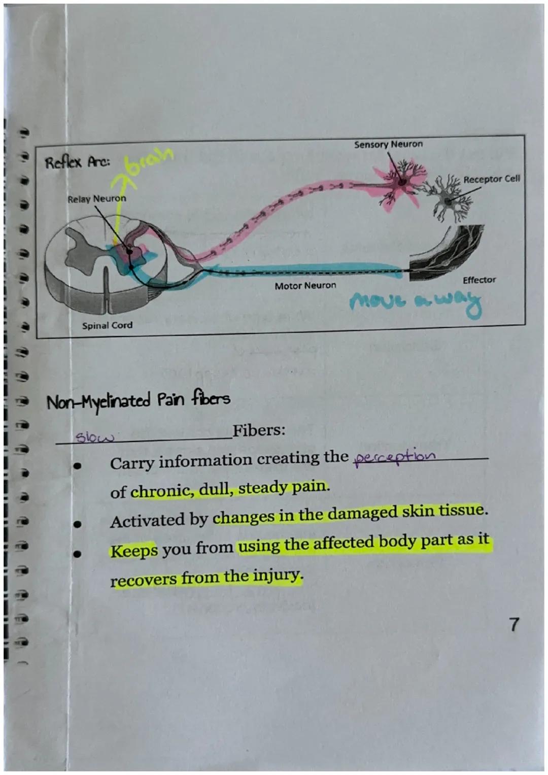 Sensory Receptors
What is a sensory receptor?
a newon designed
Sensory receptors can be classified into six different
types.
| Type of Rec